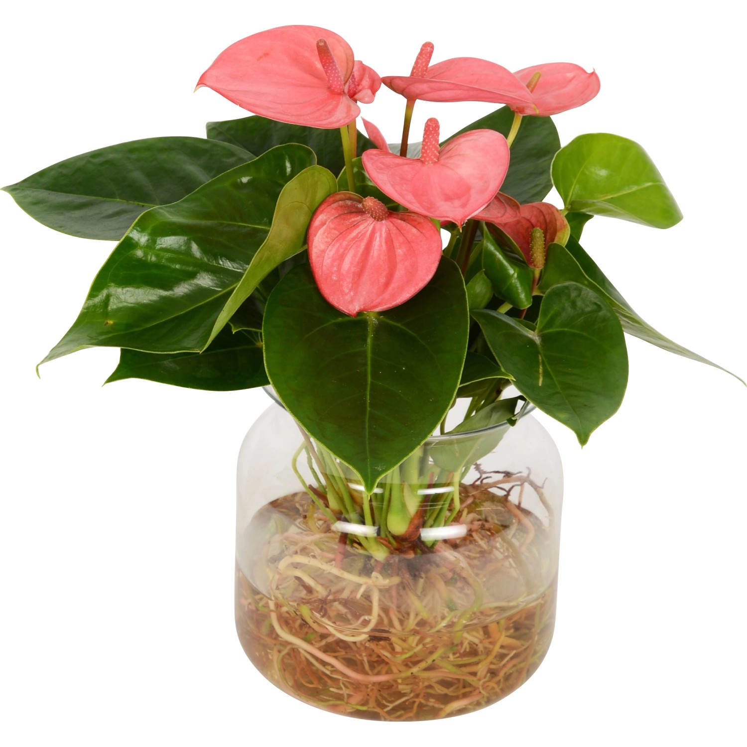Flamingoblume Hydrokultur im GlasGefäß TopfØ ca. 12 cm kaufen bei OBI
