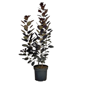 Baumfink Roter Perückenstrauch im Topf, ca. 60-100cm hoch, mit dunkelroten Blättern.