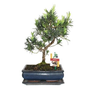 Exotenherz Bonsai Steineibe (Podocarpus), ca. 10 Jahre alt, in blauer Keramikschale.