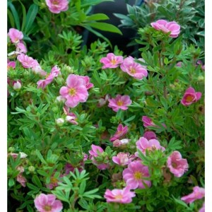 Nahaufnahme des kleinen Spierstrauchs 'Pink Queen' mit rosa Blüten und grünen Blättern.