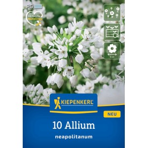 Kiepenkerl Blumenzwiebeln: Zierlauch Allium neapolitanum, 10 Stück, mit weißen Blüten.