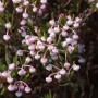 Nahaufnahme der Lavendelheide 'Nikko' (Andromeda polifolia) mit zarten, rosa-weißen Blüten.