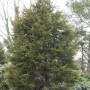 Gelbe Leyland Zypresse Castlewellan Gold 100-125cm - Cupressocyparis leylandii