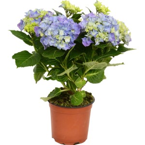 Zimmerhortensie mit blauen Blüten im braunen Topf, ca. 30cm hoch.