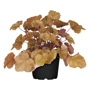 Purpurglöckchen 'Braun' im Topf, eine dekorative Stehpflanze mit braunen Blättern.