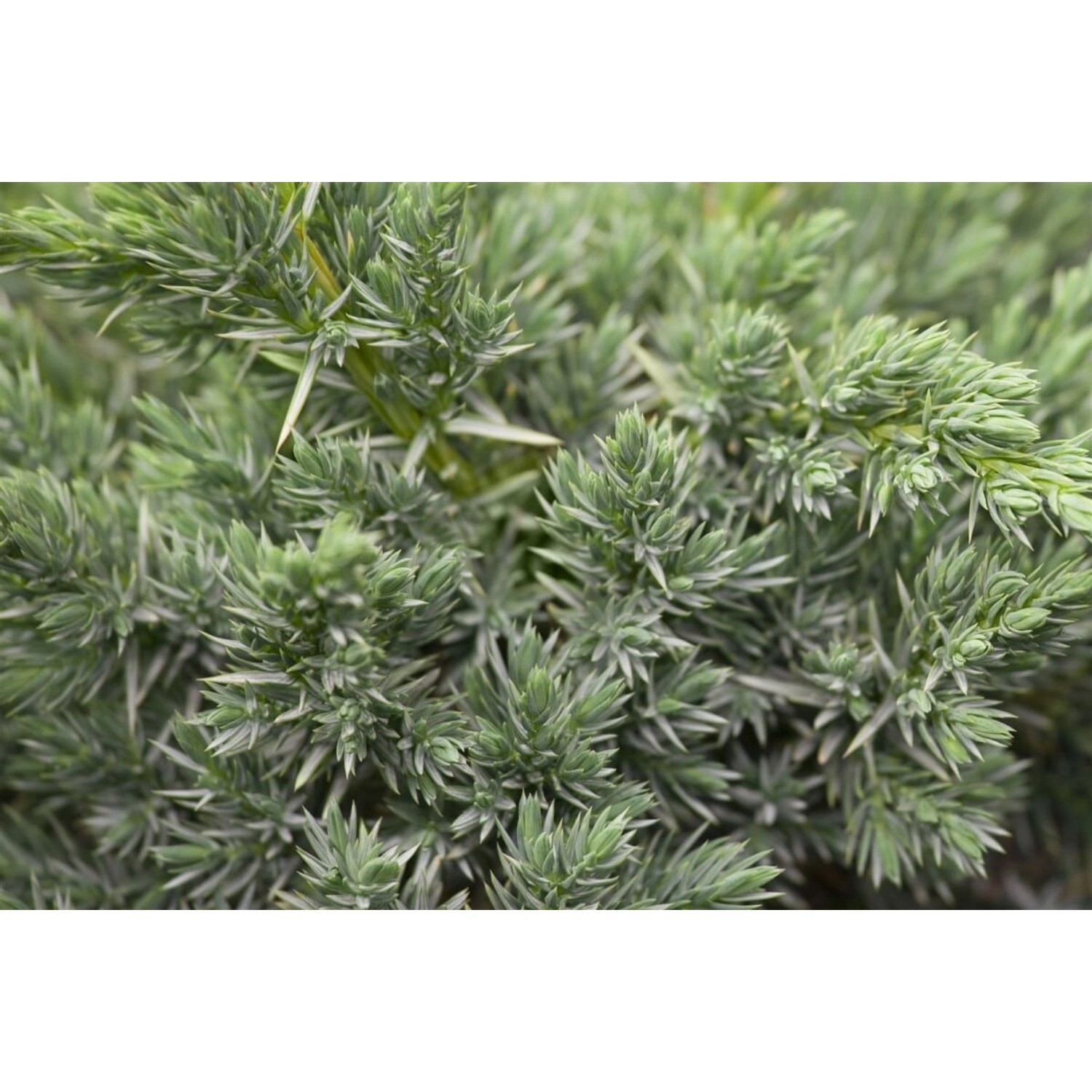 Juniperus Communis Meyer Wacholder Immergrün 60–80 cm günstig online kaufen