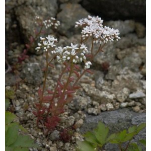Niedriger Weißer Mauerpfeffer - Sedum album