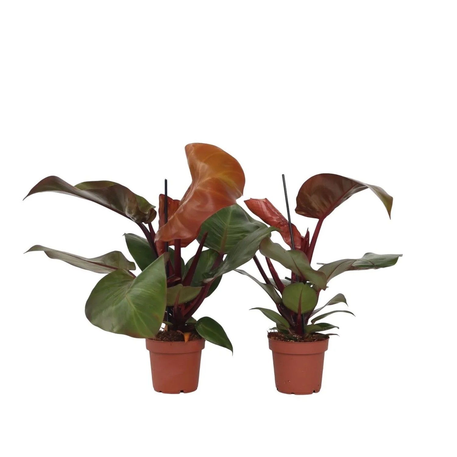 Plant In A Box Baumfreunden X2  Philodendron 'Sun Light' Höhe 20cm Ø12 Rot