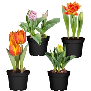 Tulpen-Mix im Topf, verschiedene Farben und Sorten für die Frühjahrsbepflanzung.