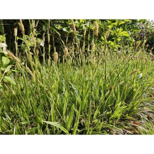 Exotenherz Ziergras Goldrand Segge, Carex morrowii 'Aureovariegata', im 9cm Topf.