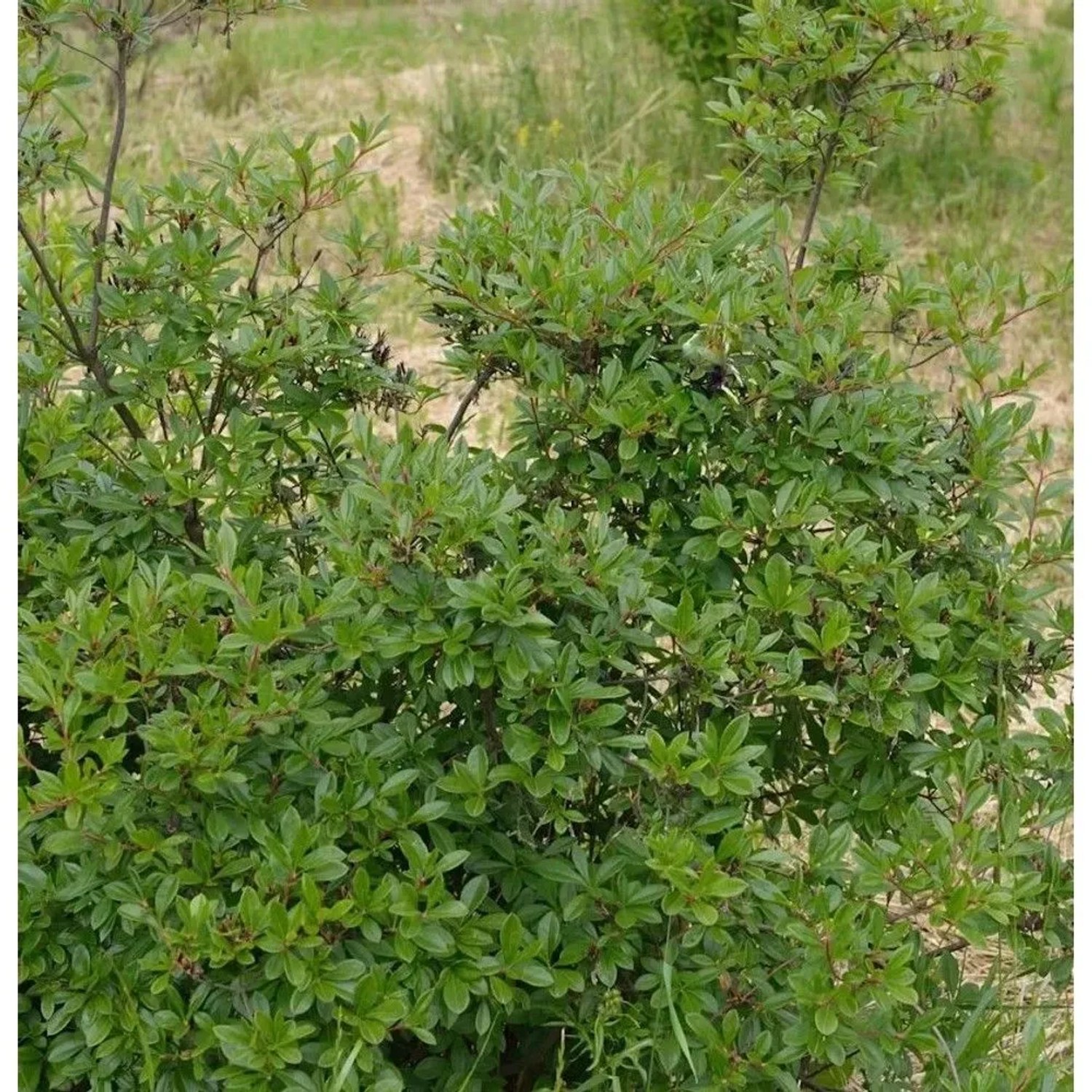 Zierliche Rhododendron 30-40cm - Rhododendron nitidulum