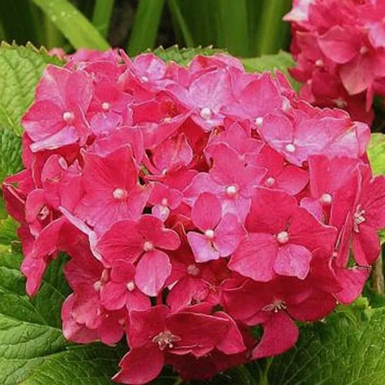 arborix Hortensie 'Deutschland' Hydrangea Macrophylla 25 Bis 30 Cm Im Container Kugelige Blüten