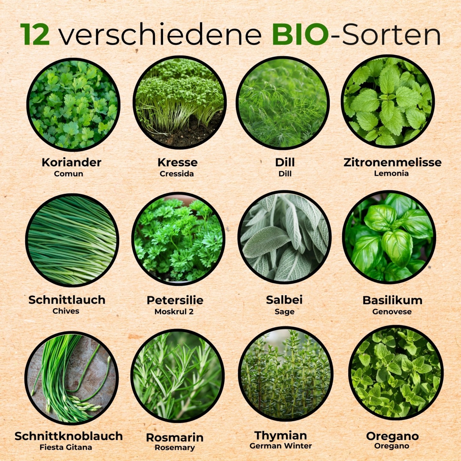 Seedhero BIO Kräutersamen Set mit 12 Sorten: Koriander, Kresse, Dill, Zitronenmelisse, Schnittlauch, Petersilie, Salbei, Basilikum, Schnittknoblauch, Rosmarin, Thymian, Oregano.