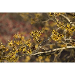 Nahaufnahme der gelben Blüten der Hamamelis Intermedia Westerstede Zaubernuss.