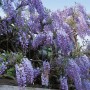 Üppiger Chinesischer Blauregen 'Prolific' mit violettblauen Blüten an einer Rankhilfe.