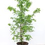 Junger Amberbaum (Liquidambar) im Topf, ca. 175-200 cm hoch, mit grünen Blättern.