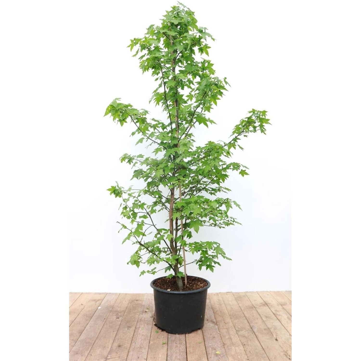Liquidambar Styraciflua Amberbaum 175–200 cm günstig online kaufen
