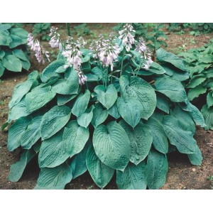 Blaublattfunkie Hosta Sieboldiana Elegans im 13 cm Topf mit blauen Blättern und lavendelfarbenen Blüten.