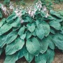 Blaublattfunkie Hosta Sieboldiana Elegans im 13 cm Topf mit blauen Blättern und lavendelfarbenen Blüten.