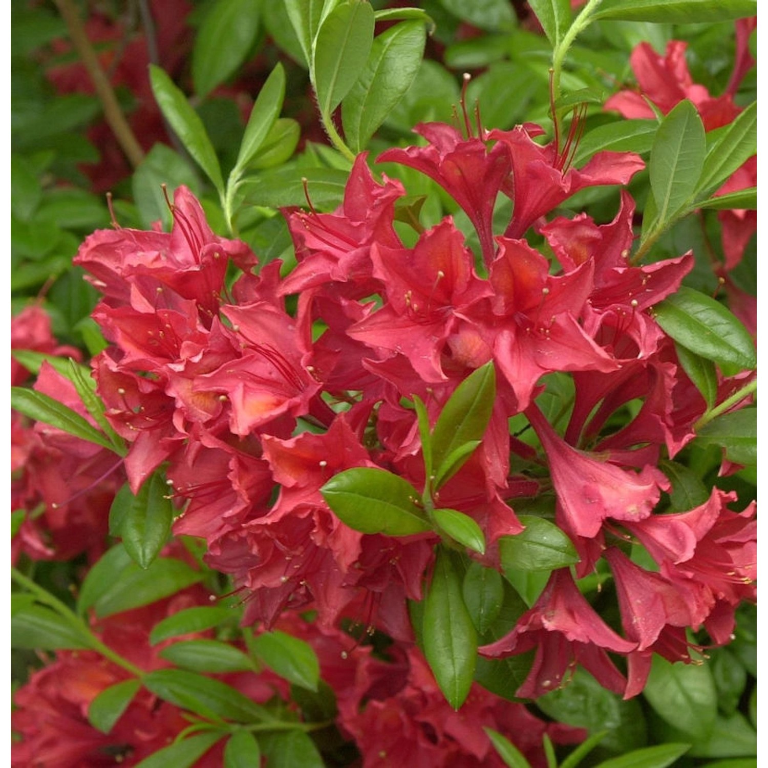 Hochstamm Rhododendron Karminduft 80-100cm - Rhododendron viscosum günstig online kaufen