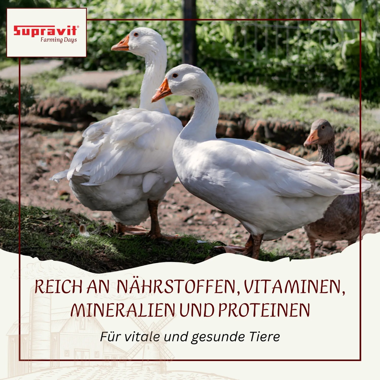 Supravit Futterweizen Einzelfuttermittel für Geflügel_4