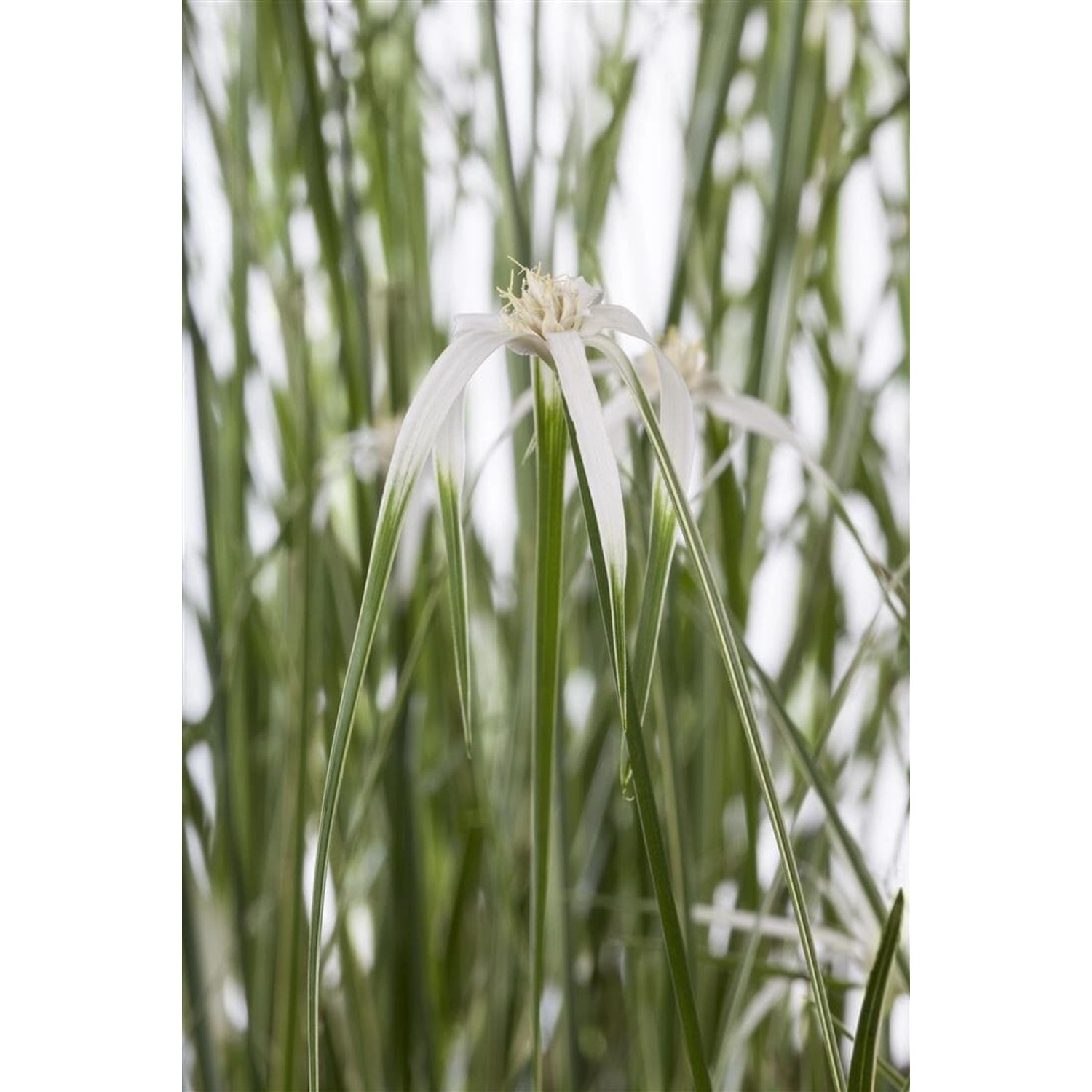 Rhynchospora Colorata Sternentänzer Sternensimse 20-30 cm günstig online kaufen
