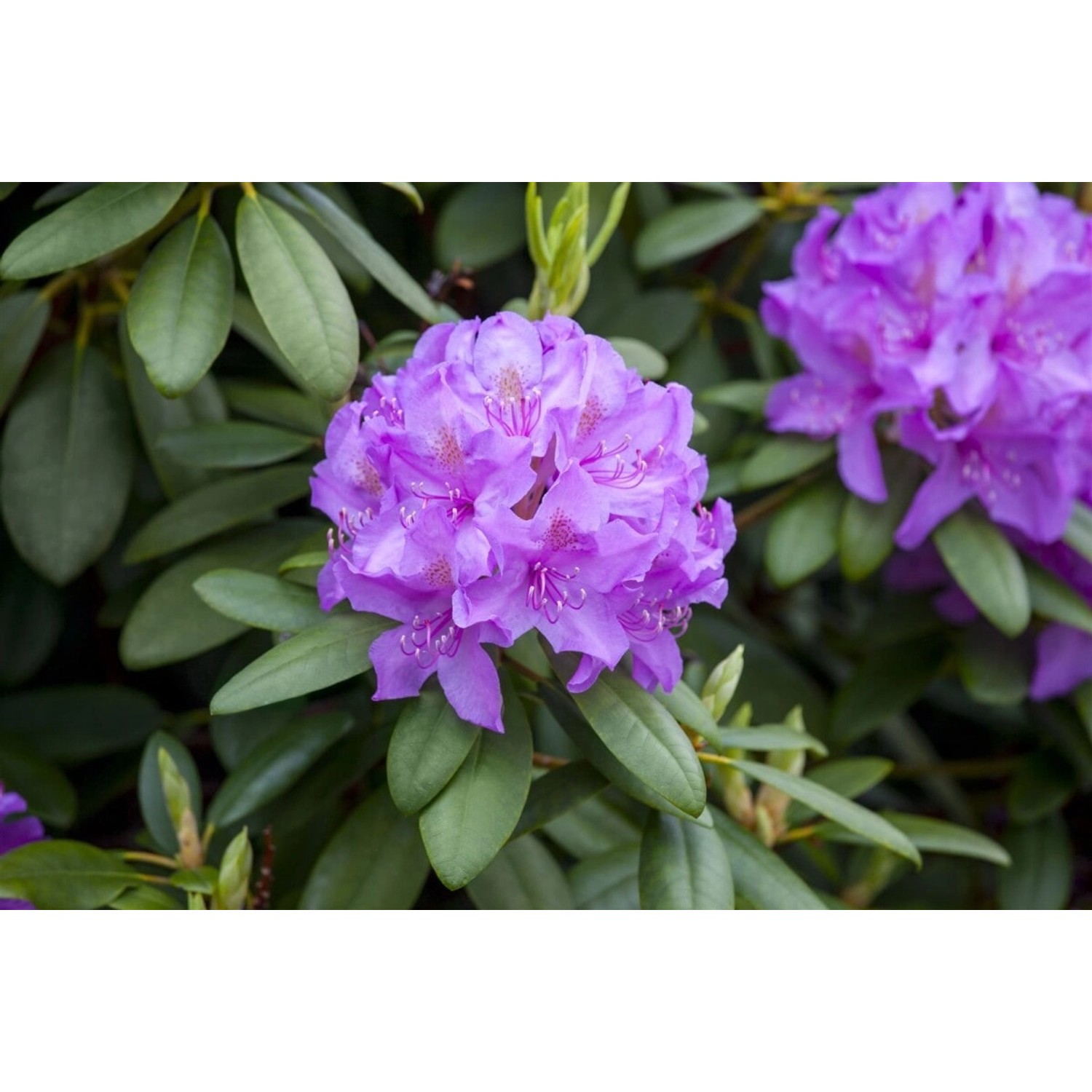 Rhododendron Blue Print Blau 40–50 cm günstig online kaufen