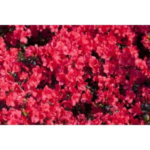 Roter Rhododendron Obtusum Maruschka, buschiger Strauch mit leuchtenden Blüten.