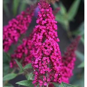 Nahaufnahme des Schmetterlingsstrauchs 'Buzz Velvet' mit leuchtend pinkfarbenen Blütenständen.