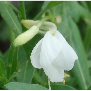 Nahaufnahme der weißen Blüte der Prachtkerze Geyser White (Gaura lindheimeri).