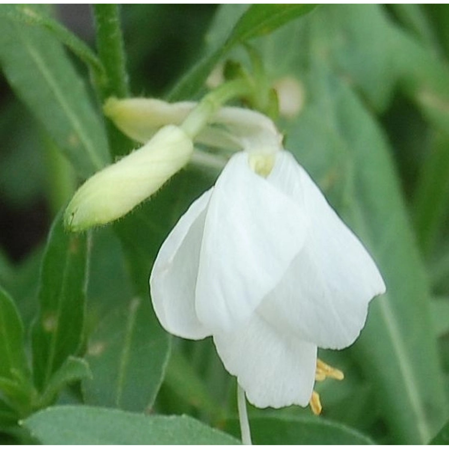 Prachtkerze Geyser White - Gaura lindheimeri günstig online kaufen