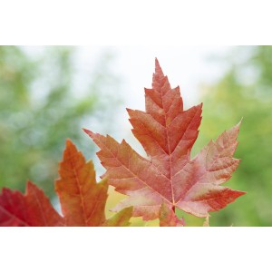 Nahaufnahme: Leuchtend rotes Blatt des Acer Freemanii Autumn Blaze Feuerahorns.