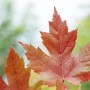 Nahaufnahme: Leuchtend rotes Blatt des Acer Freemanii Autumn Blaze Feuerahorns.