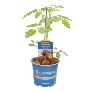 Kiepenkerl Tomate Alido Choco im Topf, Solanum lycopersicum mit schokobraunen Früchten.