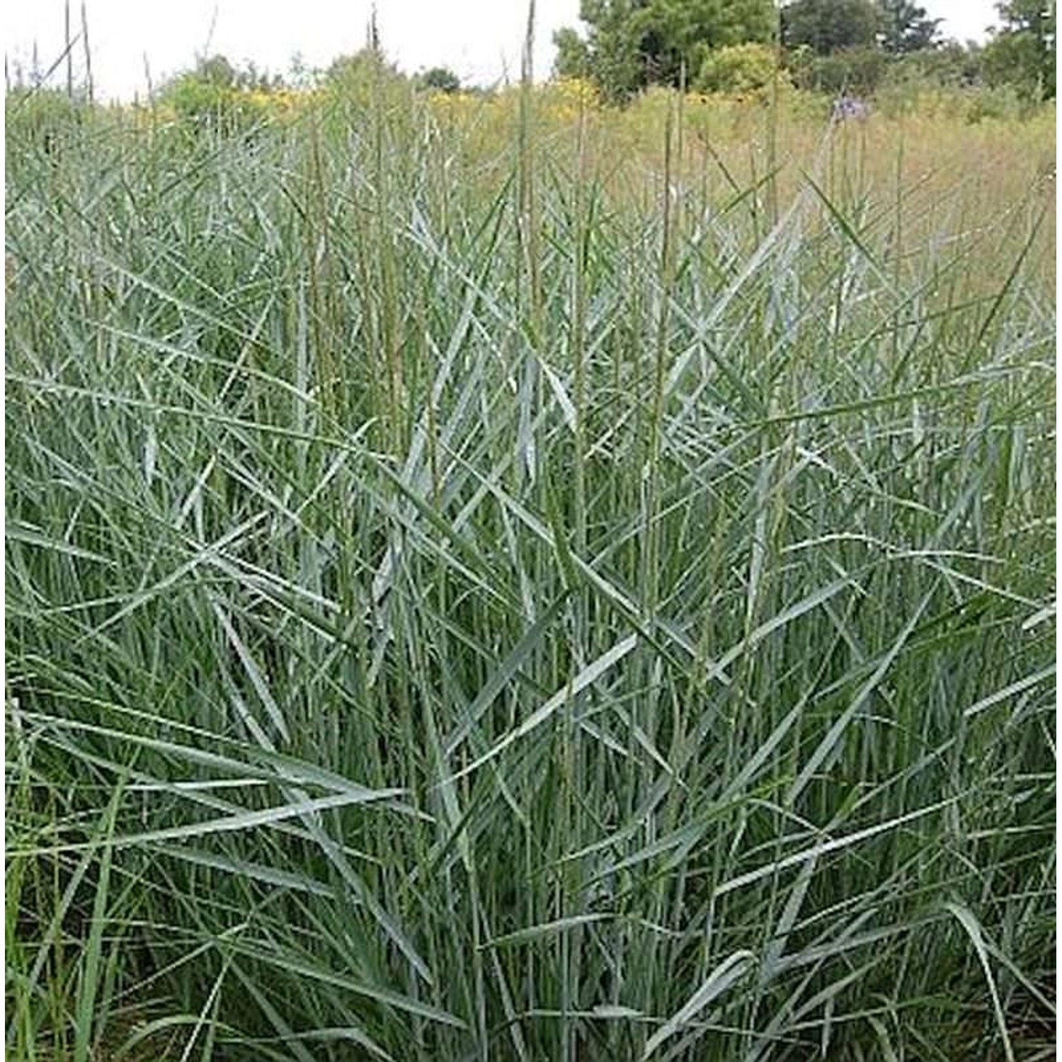 Rutenhirse Prairie Sky - großer Topf - Panicum virgatum günstig online kaufen