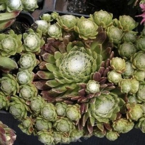 Dachwurz 'Rheinkiesel' (Sempervivum cultorum), grüne Blattrosetten mit weißen Spinnweben.