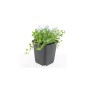 Weißer Bubikopf Bodendecker im 9cm Topf. Zarte, weiße Blüten und grüne Blätter im schwarzen Topf.