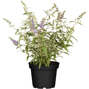 Zwergsommerflieder Buzz im 3L Container mit lila Blüten und grünen Blättern.