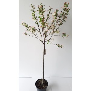 Zierapfel 'Evereste' als Stämmchen im Topf, ca. 170-180cm hoch, mit weißen Blüten und roten Zieräpfeln.