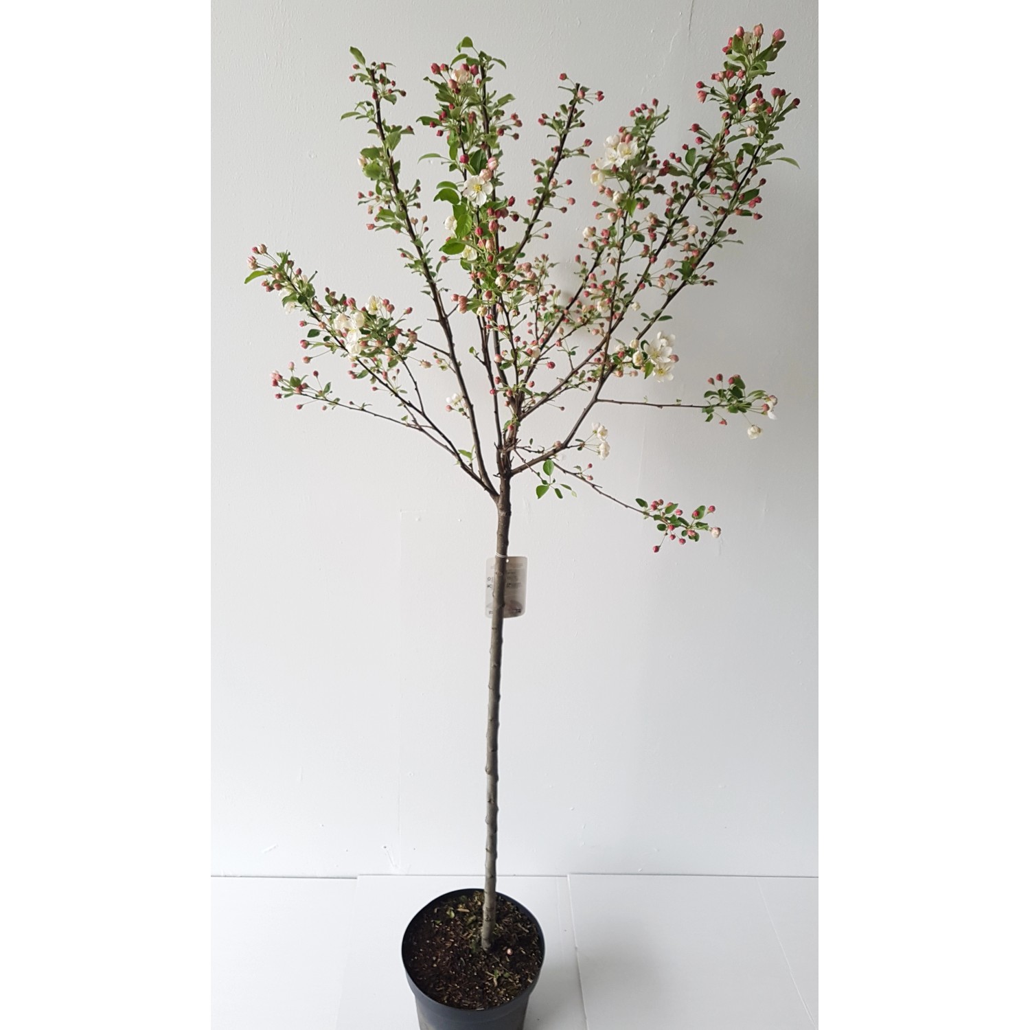 Pflanzen-Boering Malus Evereste Zierapfel Stämmchen Gesamthöhe 170-180 cm S günstig online kaufen