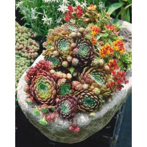 Sempervivum 'Hey Hey' Hauswurz im Topf, eine mehrfarbige Staude für Steingärten.