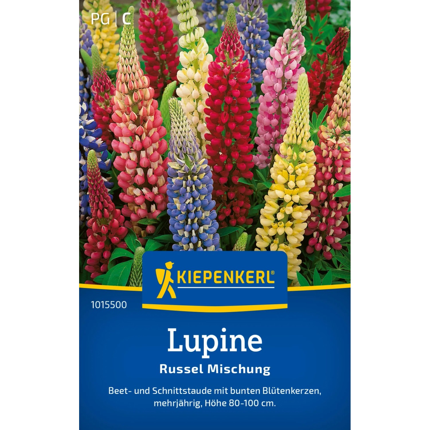 Kiepenkerl Lupine "Lupine Russel Mischung" Lupinus polyphyllus