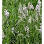 Echter Lavendel Hidcote White, eine blühende Staude mit weißen Blüten.