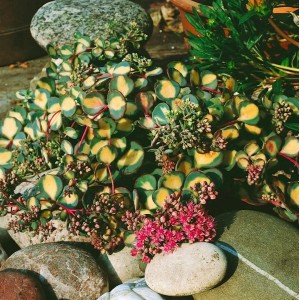 Sedum Sieboldii 'Mediovariegatum' Fetthenne im 9x9 cm Topf, mit rosa Blüten und grün-gelben Blättern.