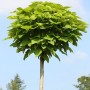 Hochstamm Trompetenbaum (Catalpa bignonioides) mit runder Krone und grünen Blättern.