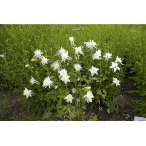 Akelei 'Kristall' (Aquilegia Caerulea) mit weißen Blüten im 9x9 cm Topf.