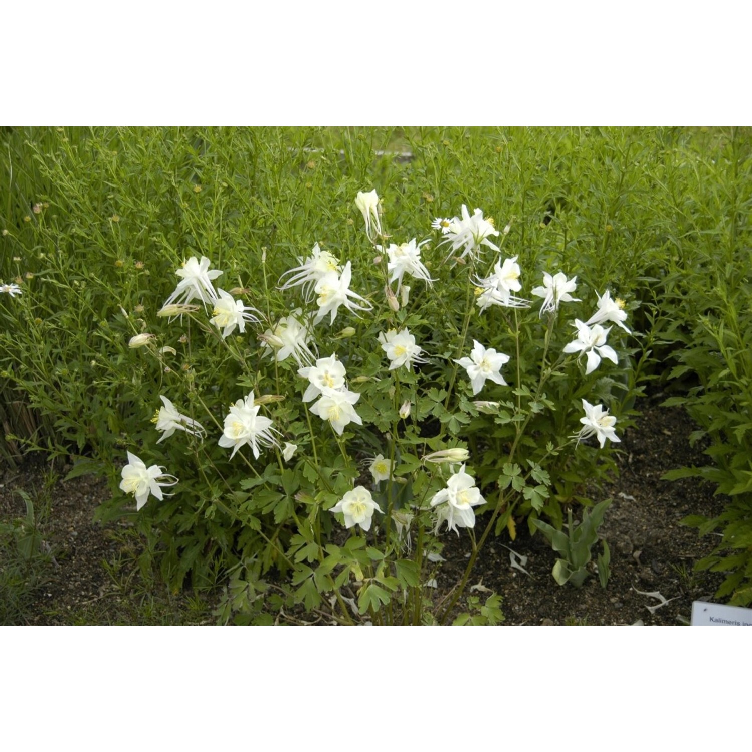 Aquilegia Caerulea Akelei Kristall Ca 9x9 cm Topf günstig online kaufen