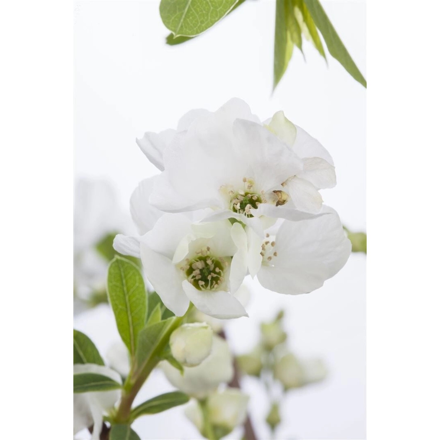 Exochorda Racemosa Perlmuttstrauch Niagara S 40-60 cm günstig online kaufen
