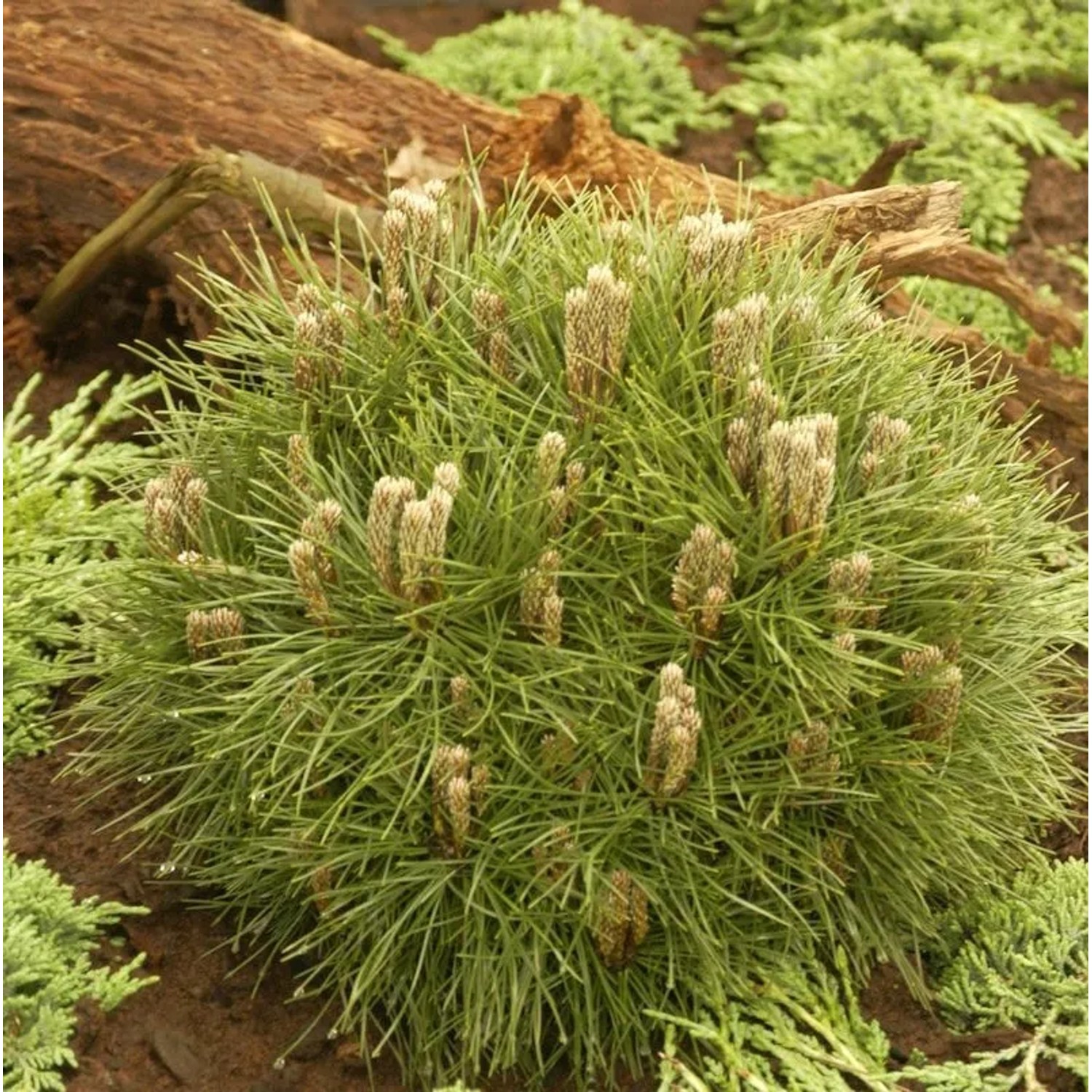 Schwarzkiefer Bambino 25-30cm - Pinus nigra