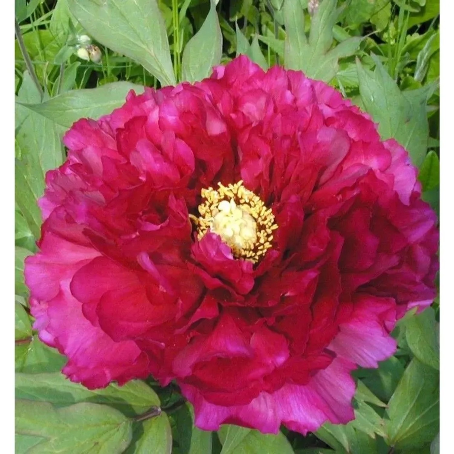 Edelpfingstrose Kansas - Paeonia,actiflora